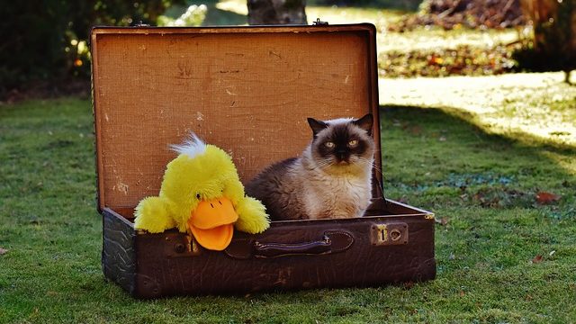 スーツケースに入ったひよこのぬいぐるみと猫