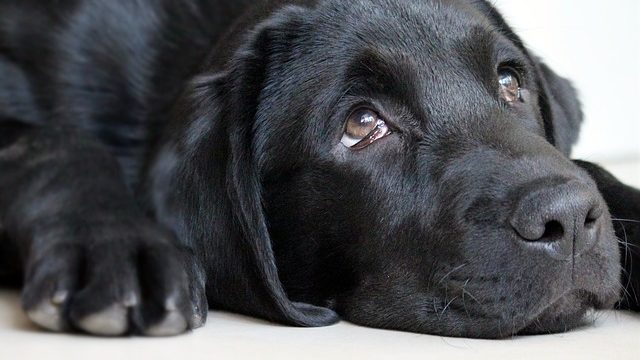 罪悪感でしょげている犬