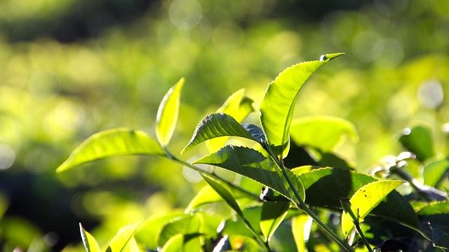 日光を浴びる茶畑の茶葉