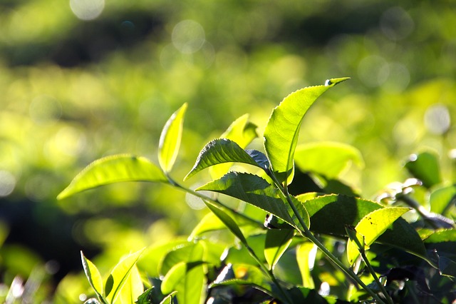 日光を浴びる茶畑の茶葉